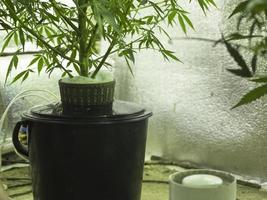 odling av hydroponisk cannabis