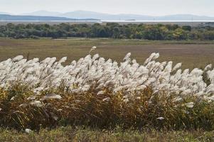 amur silvergräs miscanthus sacchariflorus kallas japanskt silvergräs foto