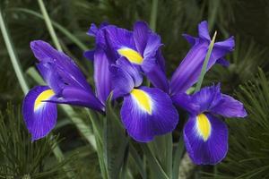 holländsk iris, iris xiphium kallas spansk iris foto