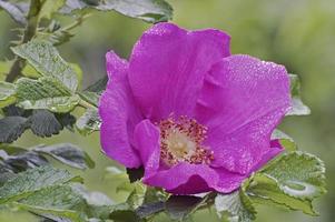 strandros rosa rugosa även känd som ramanasros, rugosaros, saltsprayros, potatisros, japansk ros och turkestanros. foto