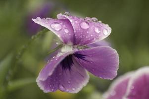 pensé, viola x wittrockiana, även känd som trädgårds pensé foto