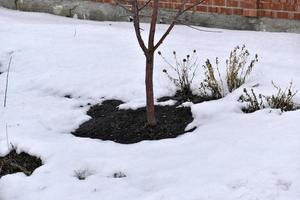 träd på våren med upptinad snö på marken foto