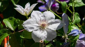 en skön clematis blommor utomhus foto