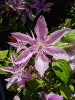 en skön clematis blommor utomhus foto