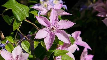 en skön clematis blommor utomhus foto