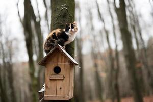 katt sitter på en fågelholk i de skog. foto