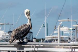 pelikan stående på en räcke i en marina foto