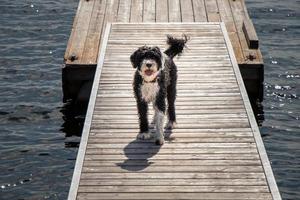 våt hund på en trä- docka på en sjö foto