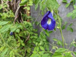 vit, blå och röd dekorativ blomma på de tillbaka gård trädgård. de Foto är lämplig till använda sig av för natur bakgrund och innehåll media.