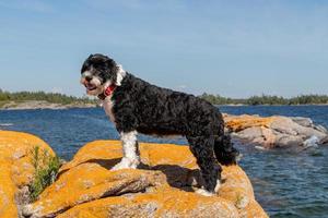 portugisiska vatten hund stående på en sten foto