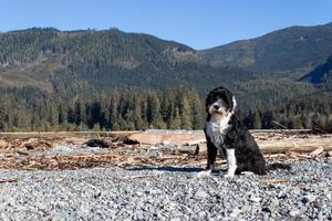 hund Sammanträde på en klippig strand på hamn renfrew i brittiskt columbia foto