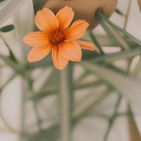 estetisk orange blomma med löv. retro färger, minimalistisk sammansättning foto