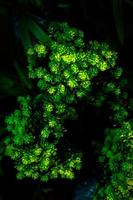 plast grön blad dekorerad mini växt bakgrund. plast växt. plast färgrik dekorativ löv. foto