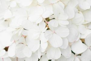bakgrund av små vit hortensia blommor foto