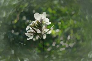 vild fält liten vit blomma i de solsken foto