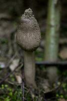 brun höst svamp i de skog i naturlig livsmiljö foto