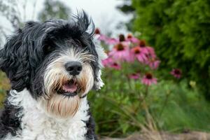 portugisiska vatten hund porträtt utomhus i en trädgård foto