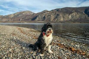 portugisiska vatten hund på osoyoos sjö i brittiskt columbia, kanada foto