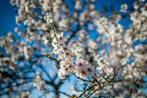 blomning frukt träd med vit blommor på en solig vår dag foto