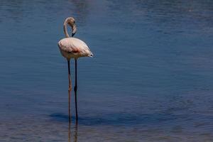 fågel vit-rosa flamingo på en salt blå sjö i calpe Spanien foto