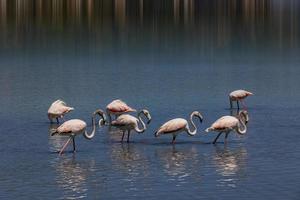 l fågel vit-rosa flamingo på en salt blå sjö i Spanien i calpe urban landskap foto