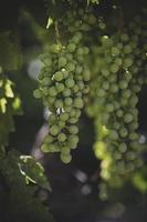 mogen stor grön vindruvor på de vin på en värma dag foto