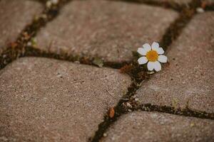 liten daisy blomma växande på de trottoar mellan betong plattor foto