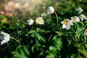 delikat vit anemoner bland grön löv på en värma vår dag i de skog foto