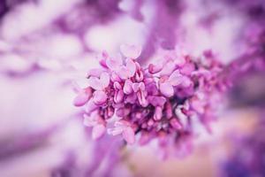 skön violett blomning jacaranda träd på en värma vår dag i Spanien foto