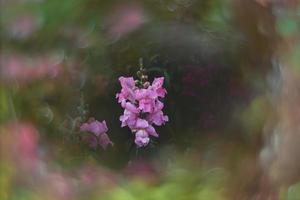 sommar färgrik blommor av lejonets trädgård i solsken med bokeh foto