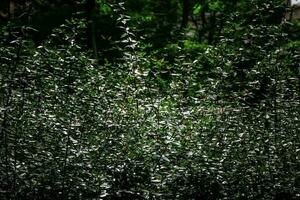 grön buske i de Sol skapande ett intressant sommar abstrakt bakgrund foto