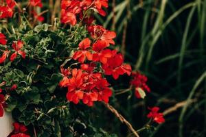 röd geranium i närbild i de trädgård på en grön bakgrund foto