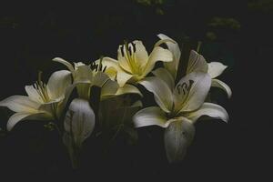 l vit delikat lilja blomma på mörk bakgrund foto