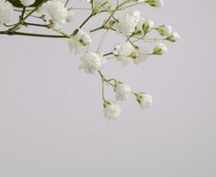 vit små blomma på en gren på en ljus bakgrund foto