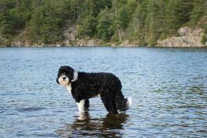 hund visas till vara gående på vatten. foto