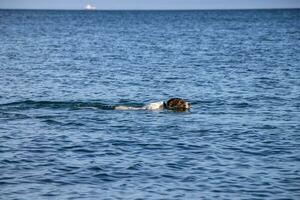 hund simning i de vatten foto