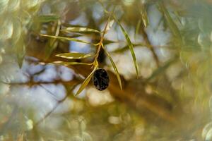 svart mogen organisk oliver på de höst träd i främre av skurkar på en värma solig dag foto