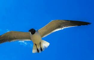 flygande fiskmås fågel seagulls fåglar blå himmel bakgrund moln Mexiko. foto