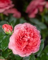 vacker rosa ros i en trädgård foto