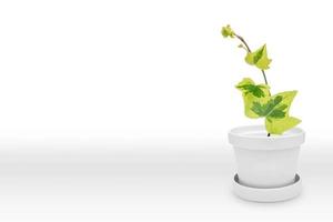grön hera växt på vit pott vas, isolerat på vit foto