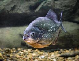 enda piranha fisk i vattnet foto