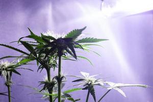 odling av cannabis inomhus under konstgjorda lampor