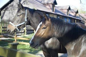 porträtt av de huvud av två hästar, sto och föl foto
