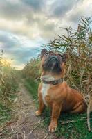 fransk bulldogg som sitter i ett fält foto