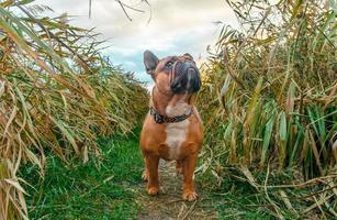 fransk bulldog som går på en väg i ett fält