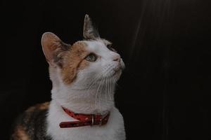 skön porträtt av en vit grå röd håriga katt på en svart bakgrund foto