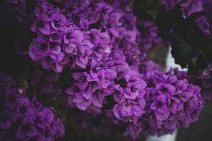 delikat rosa bougainvillea blomma på en träd på en värma vår dag foto