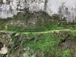 närbild gammal grunge spricka grå betong eller cement vägg textur bakgrund med grön mossa och sten eller sten vägg på de botten foto
