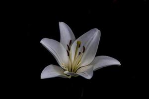 vit delikat lilja blomma på mörk bakgrund foto