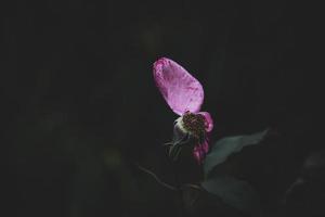 rosa reste sig gammal fading gammal med en få saknas kronblad i de trädgård på en sommar dag foto